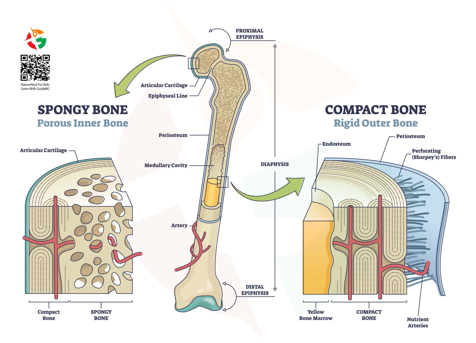 Exploring the Architecture of Bone Anatomy - Kids - GuideBG